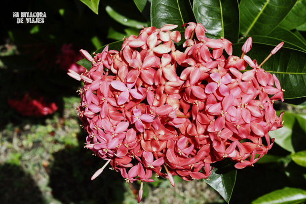 Jardín