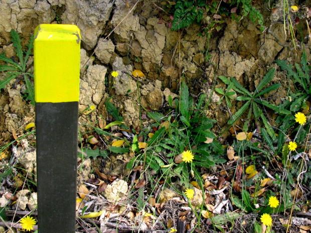 trc_amarillo