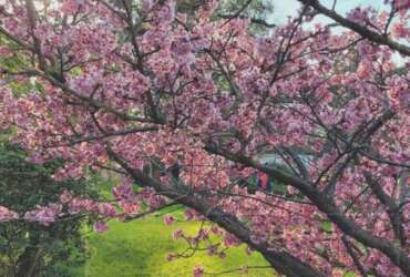 Jardín Japonés en Buenos Aires