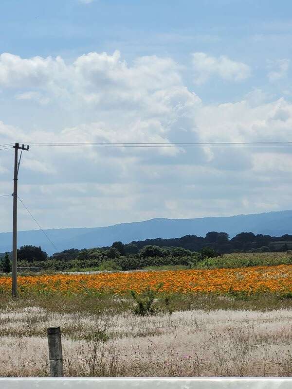 plantaciones de flores