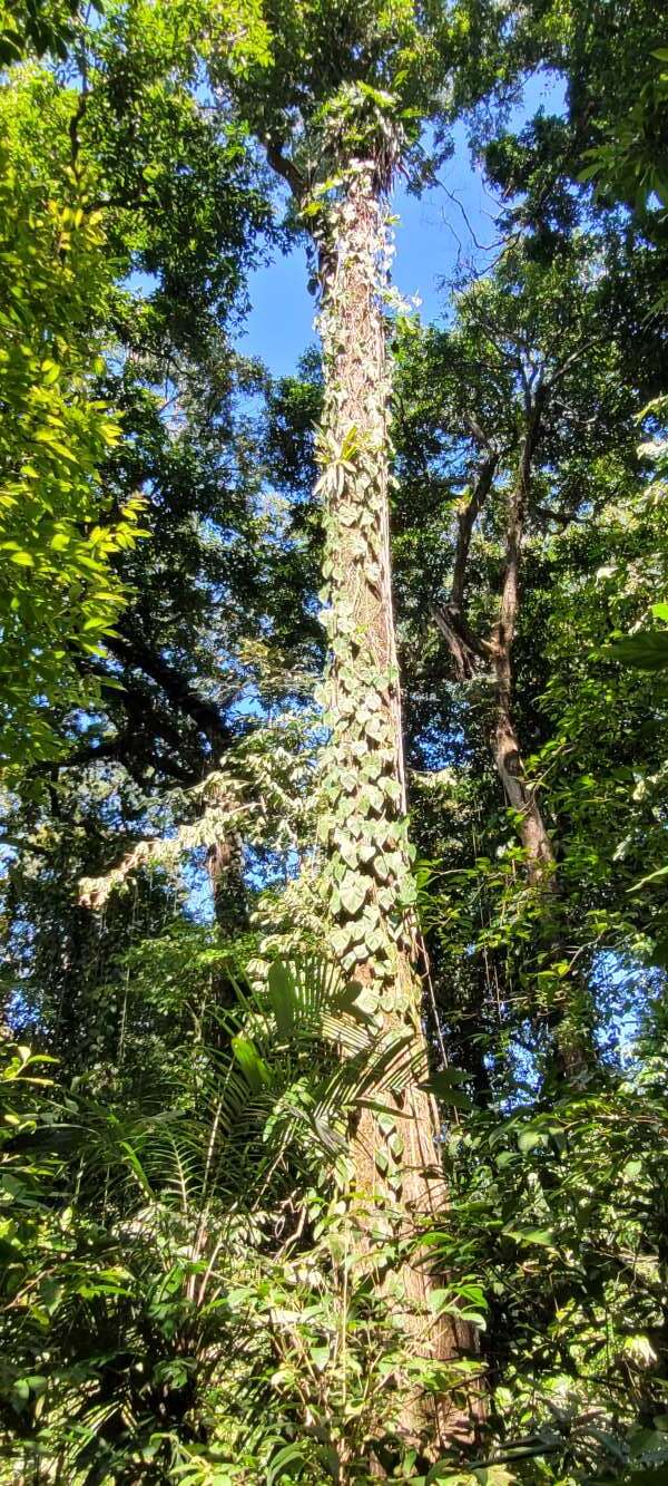 selva