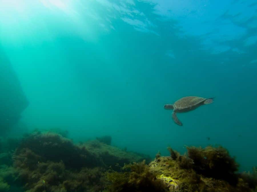 snorkel