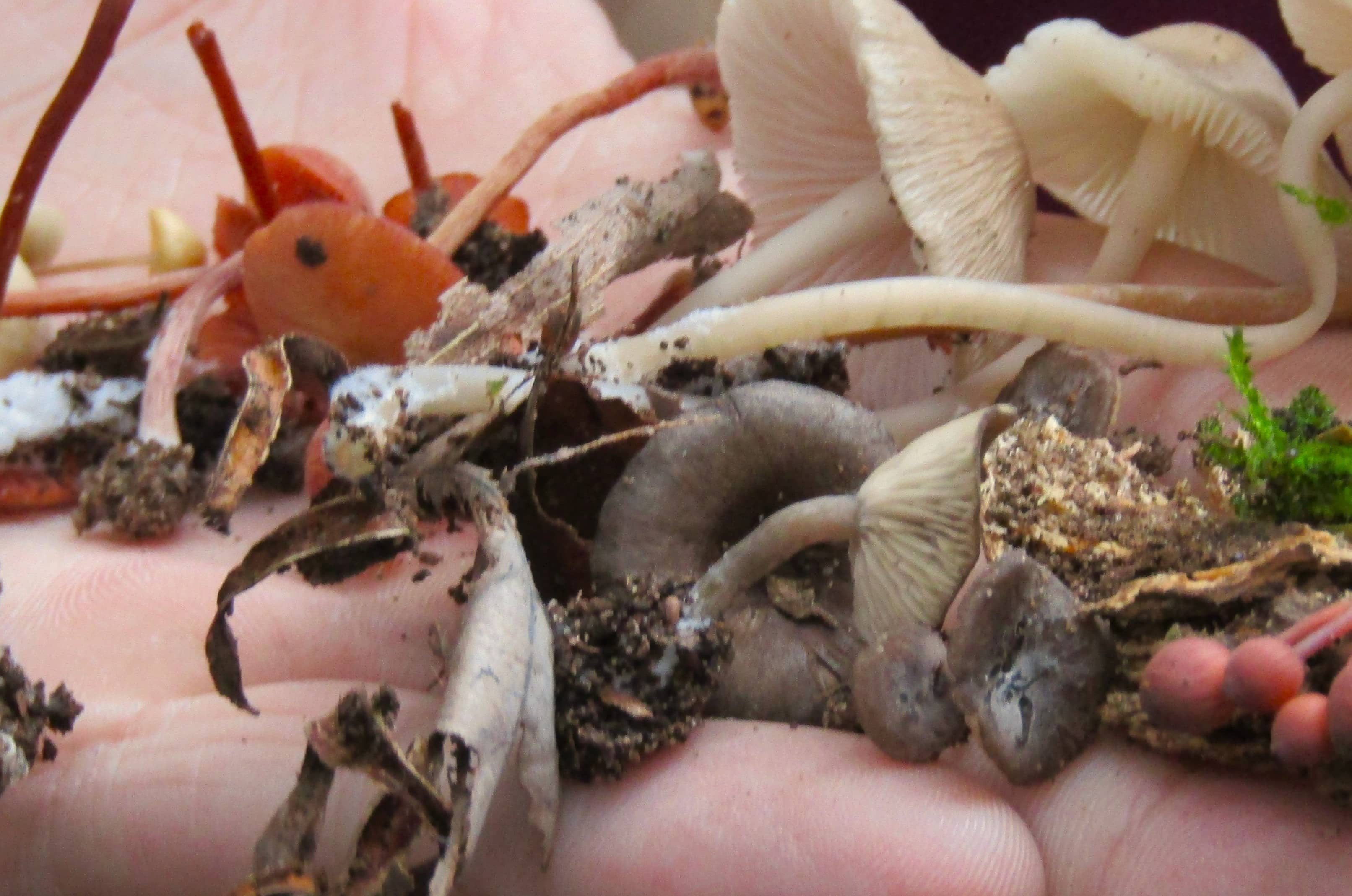 funghi