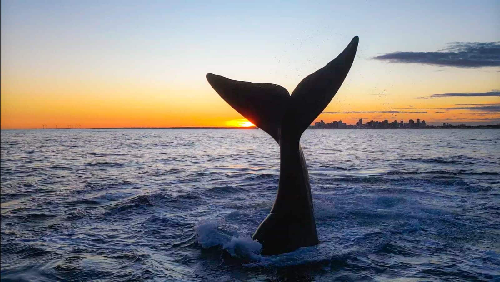 ballenas necochea